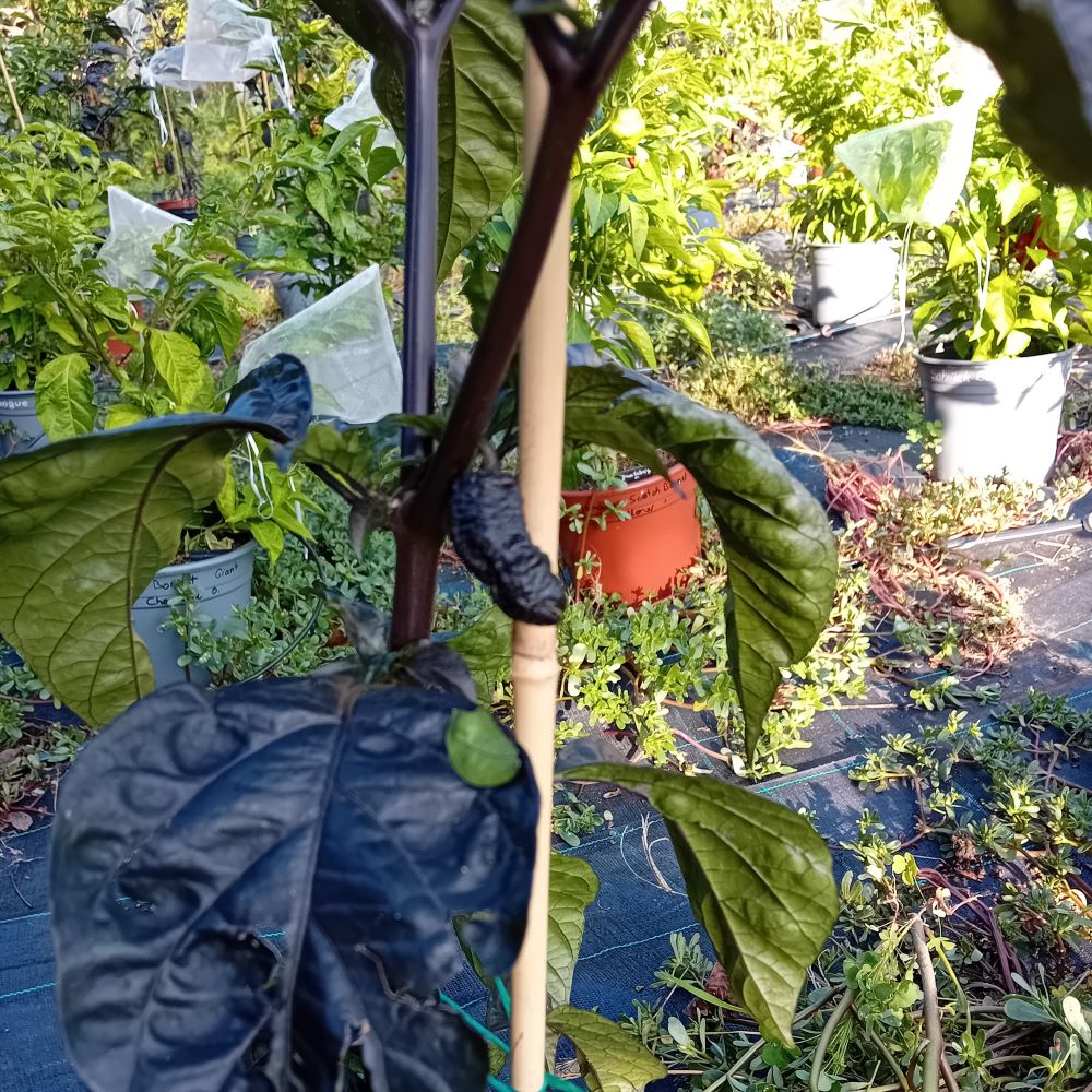 Seminţe Ardei - Testanera Chocolate