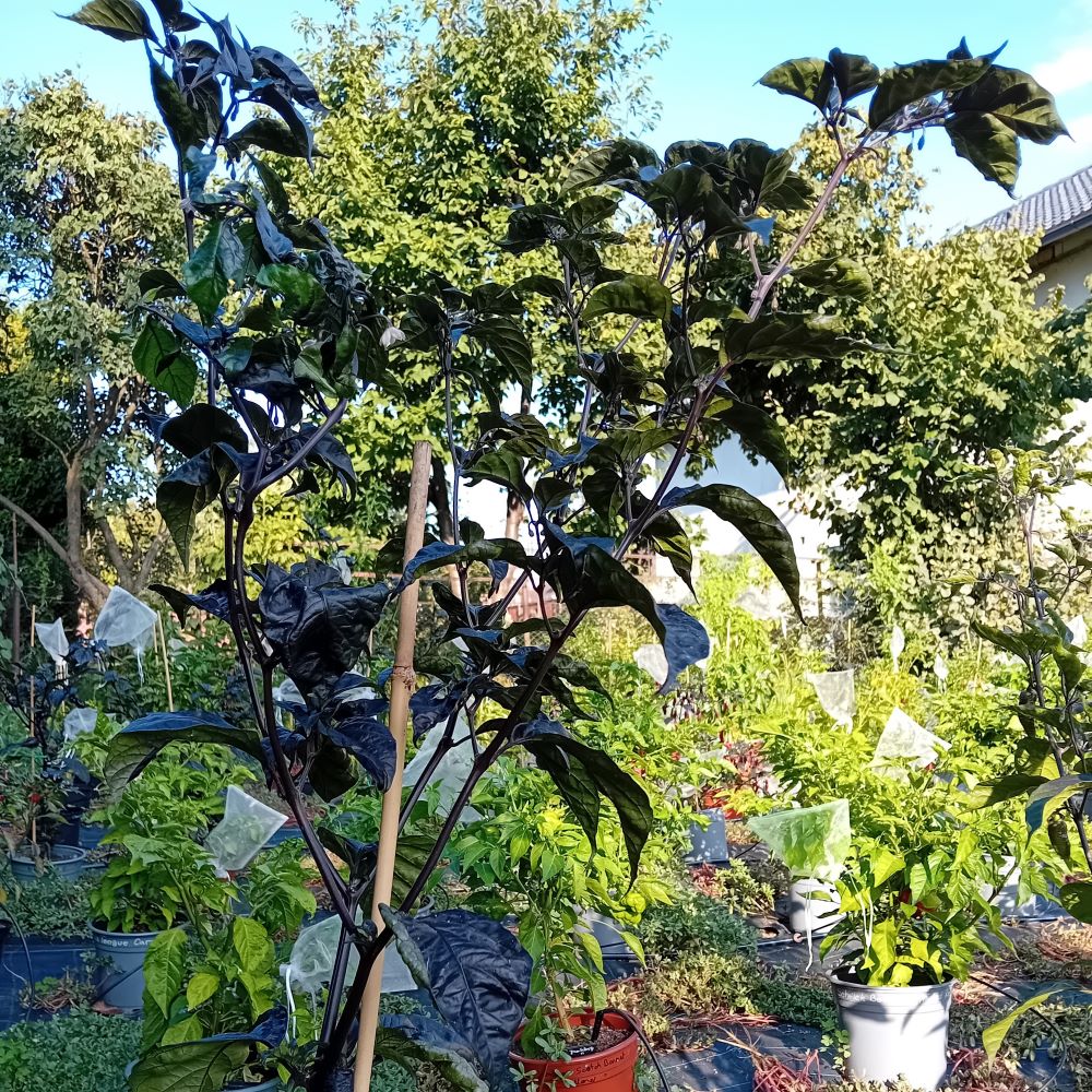 Seminţe Ardei - Testanera Chocolate