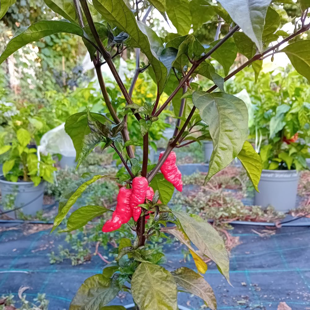 Seminţe Ardei - Testanera Red