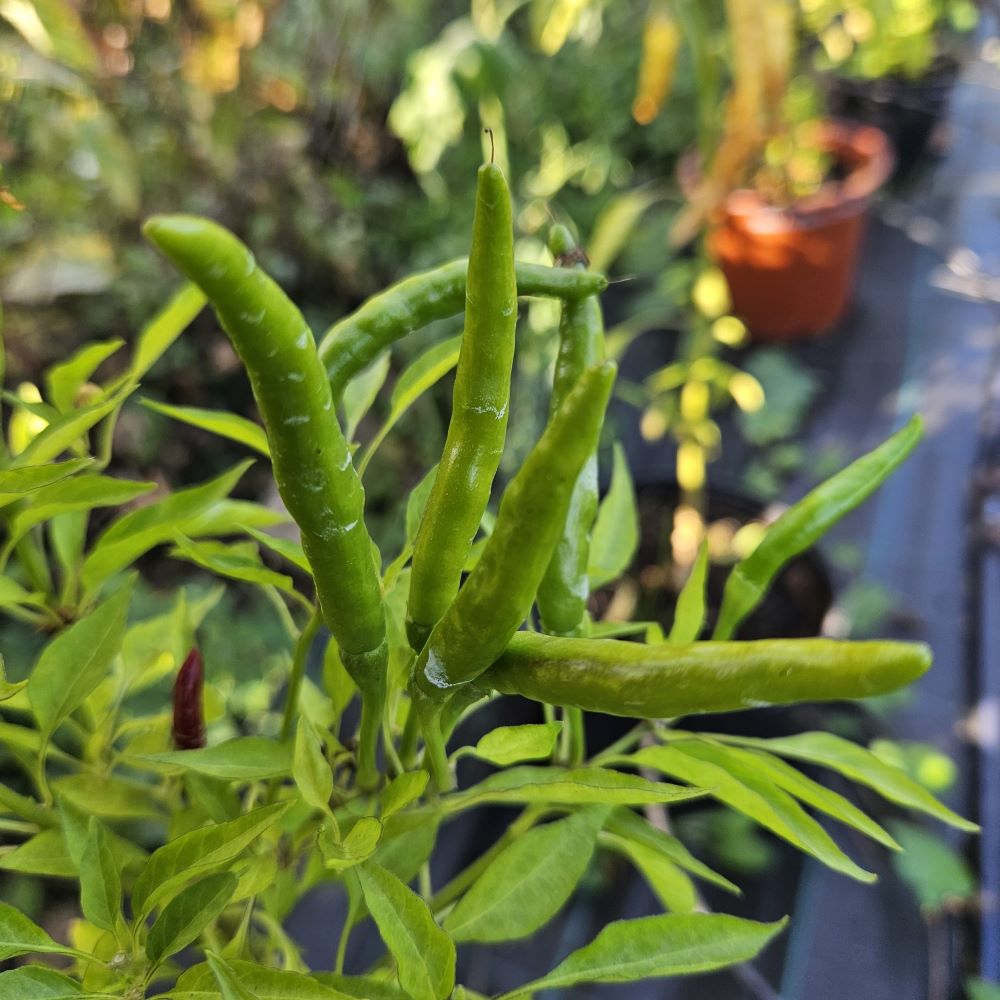 Seminţe Ardei - Thai Hot Culinary Red