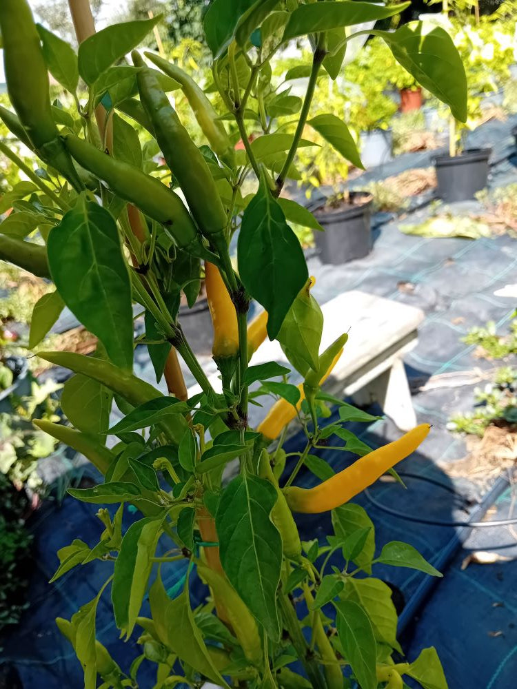 Seminţe Ardei - Thai Hot Yellow