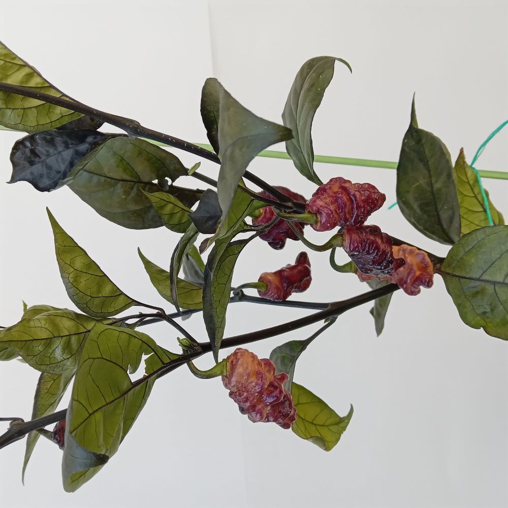 Seminţe Ardei - Thor's Thunderbolt