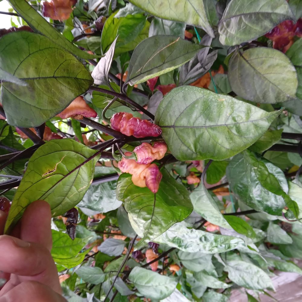 Seminţe Ardei - Thor's Thunderbolt