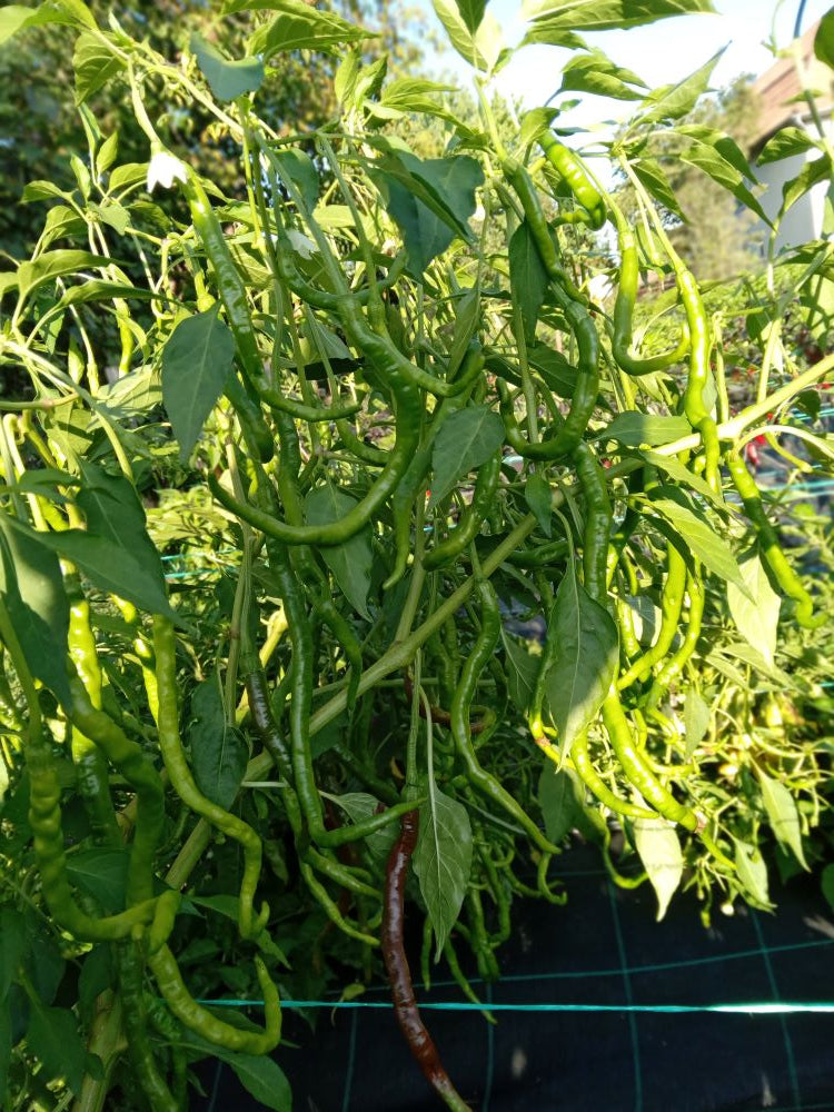 Seminţe Ardei - Thunder Mountain Cacho