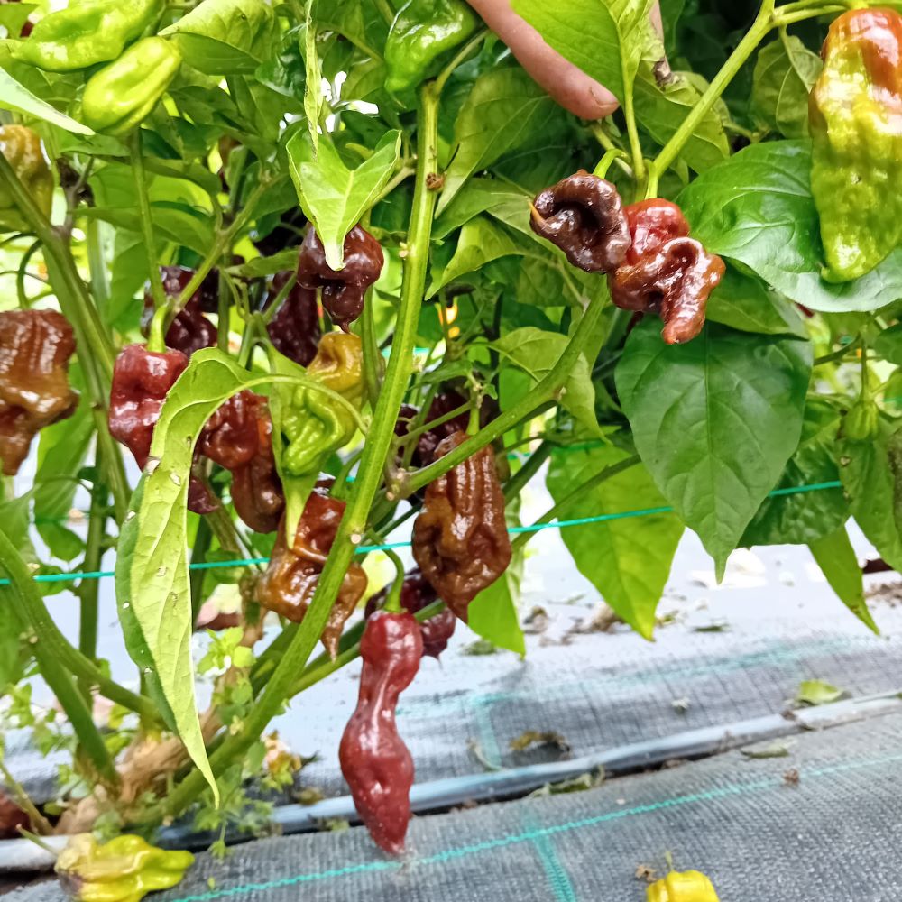 Seminţe Ardei - Tiberius Mauler Chocolate