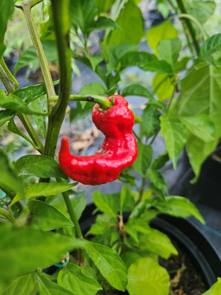 Seminţe Ardei - Tiberius Mauler Red