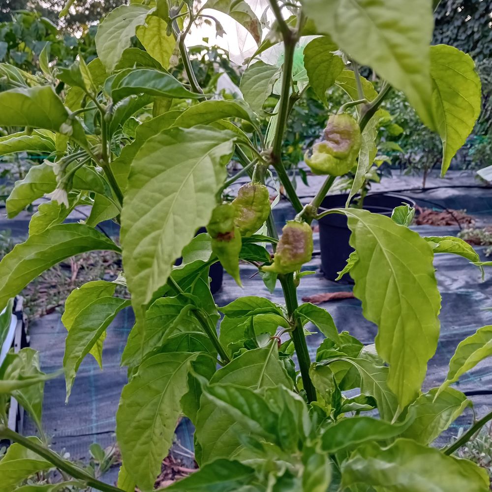 Seminţe Ardei - T-Rex Red