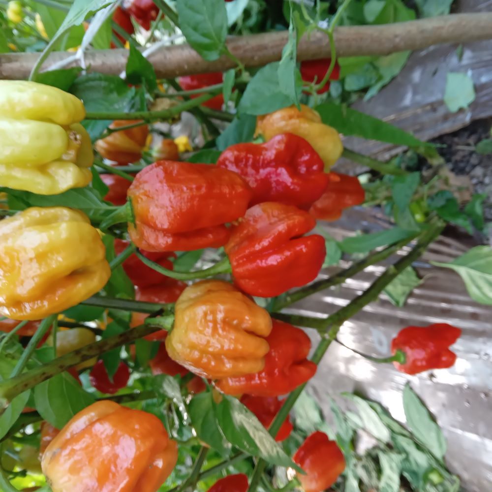 Seminţe Ardei - Trinidad Moruga Scorpion Caramel