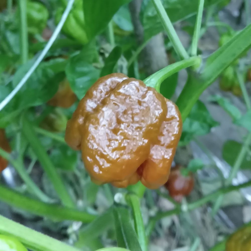 Seminţe Ardei - Trinidad Moruga Scorpion Chocolate