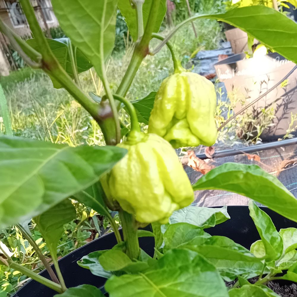 Seminţe Ardei - Trinidad Moruga Scorpion Green