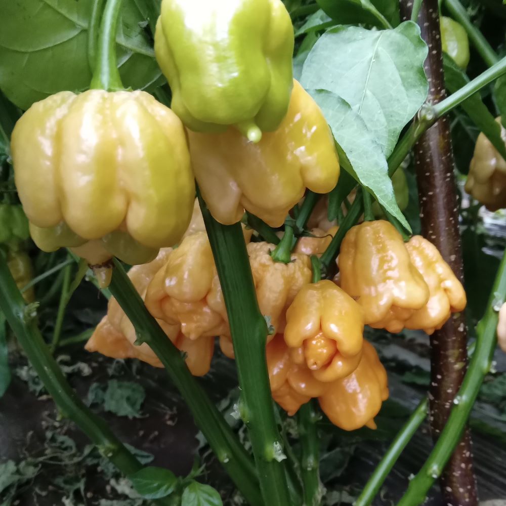 Seminţe Ardei - Trinidad Moruga Scorpion Peach