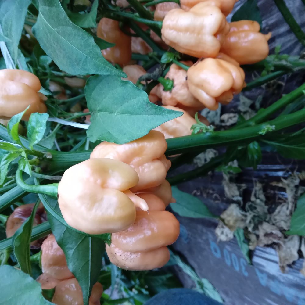 Seminţe Ardei - Trinidad Moruga Scorpion Peach