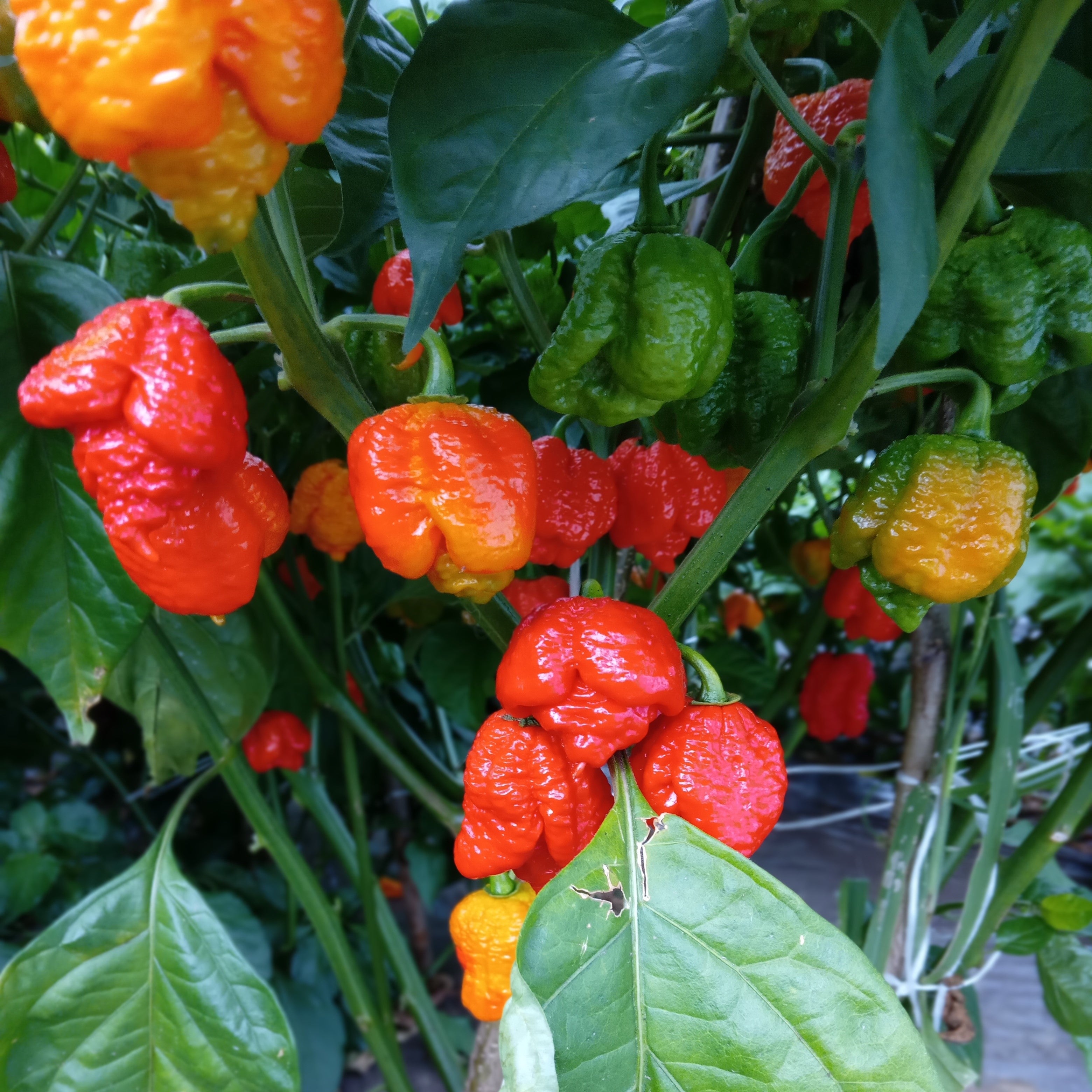 Seminţe Ardei - Trinidad Moruga Scorpion Red