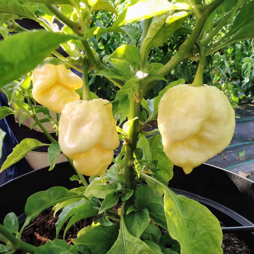Seminţe Ardei - Trinidad Moruga Scorpion White