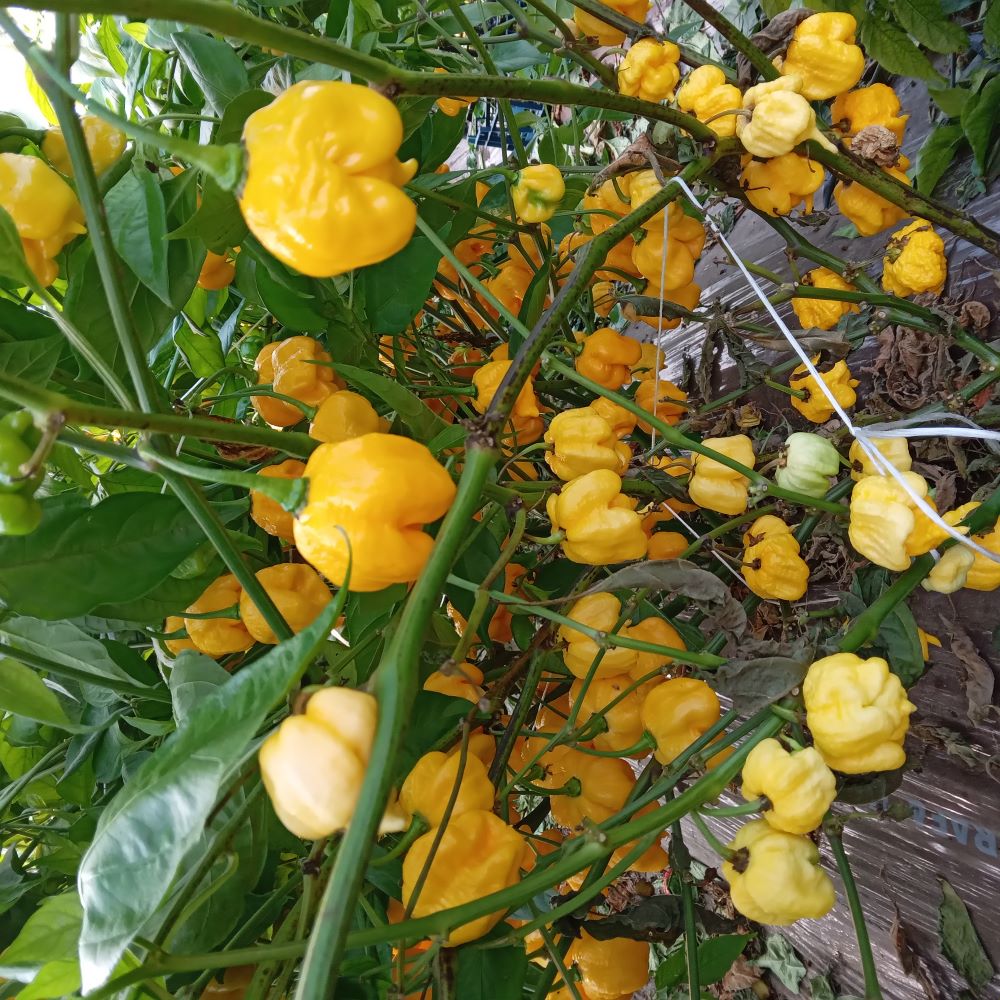 Seminţe Ardei - Trinidad Moruga Scorpion Yellow