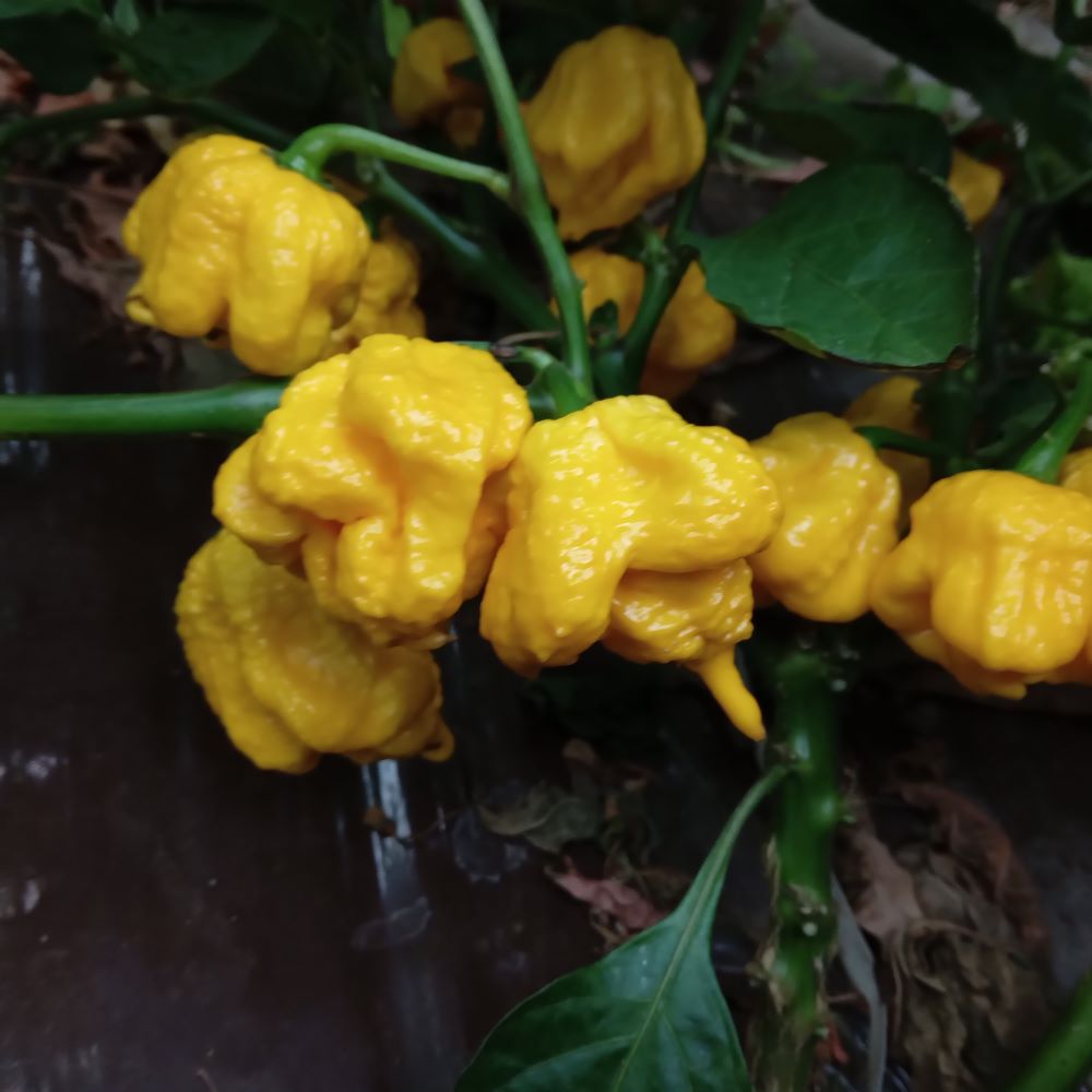 Seminţe Ardei - Trinidad Moruga Scorpion Yellow