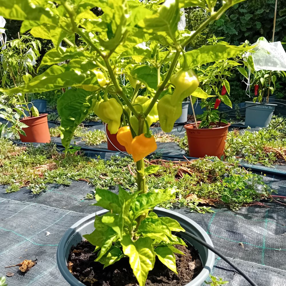 Seminţe Ardei - Trinidad Perfume