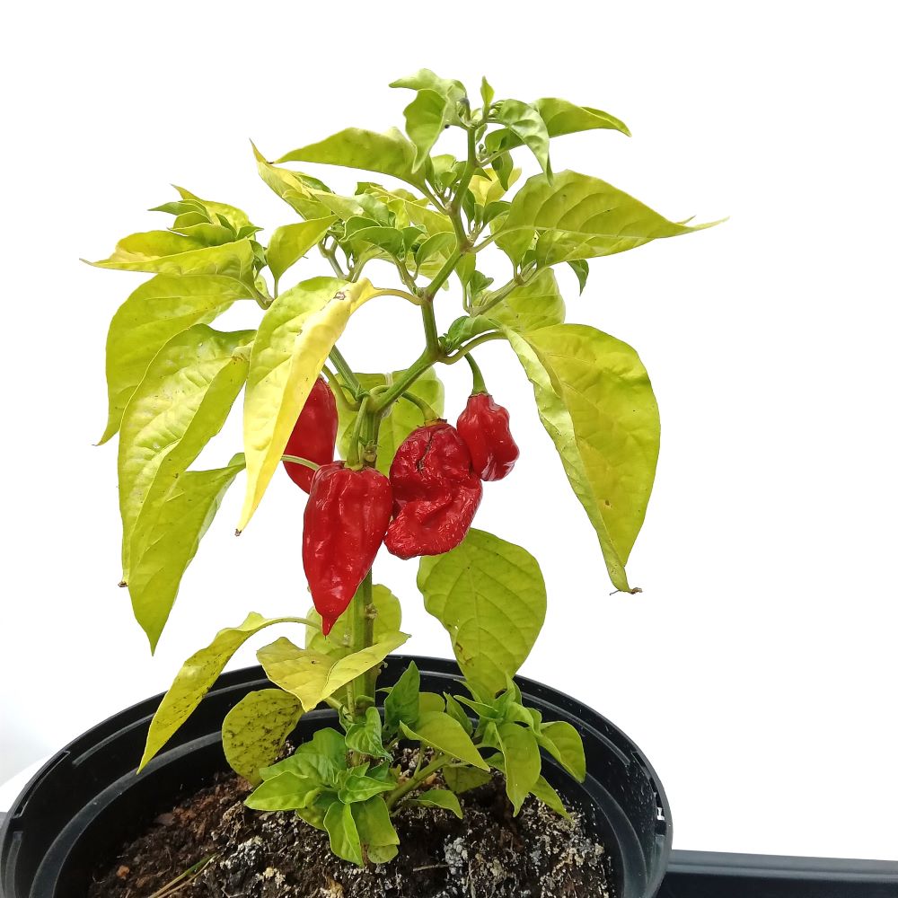 Seminţe Ardei - Trinidad Scorpion Butch T Red