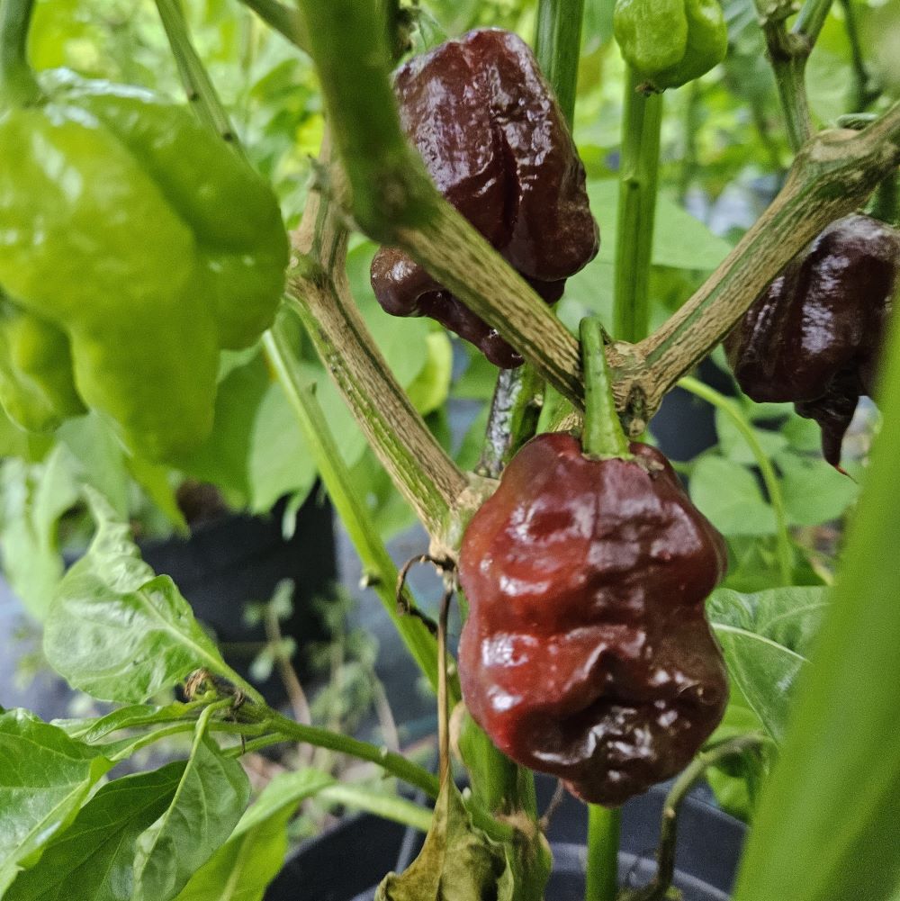 Seminţe Ardei - Trinidad Scorpion Chocolate