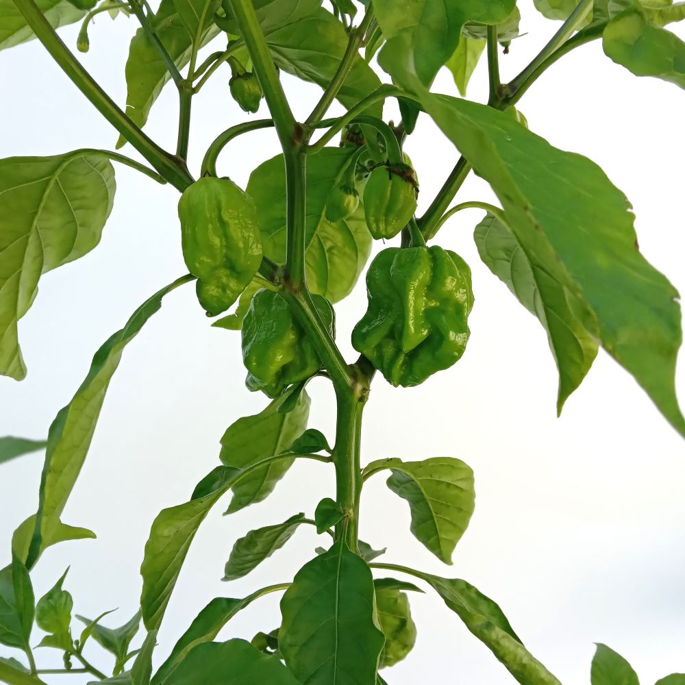 Seminţe Ardei - Trinidad Scorpion Chocolate