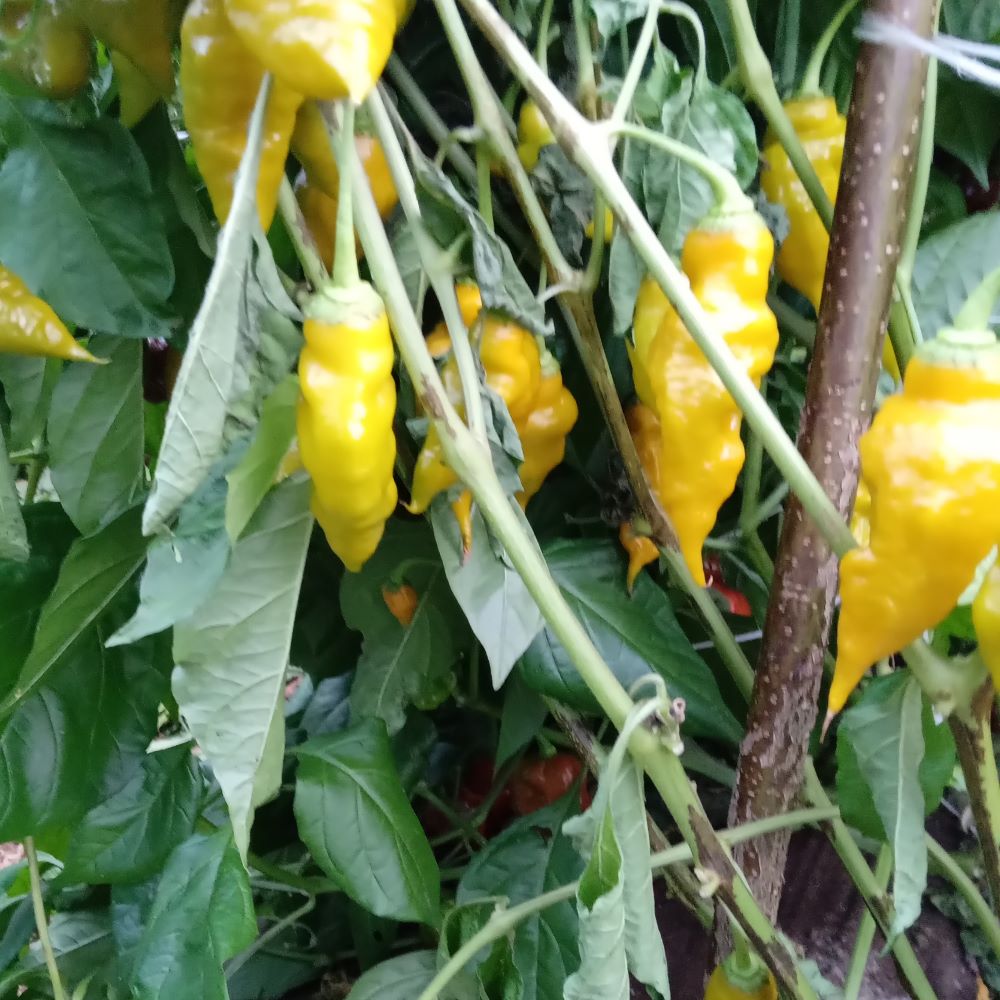 Seminţe Ardei - Trinidad Scorpion Green