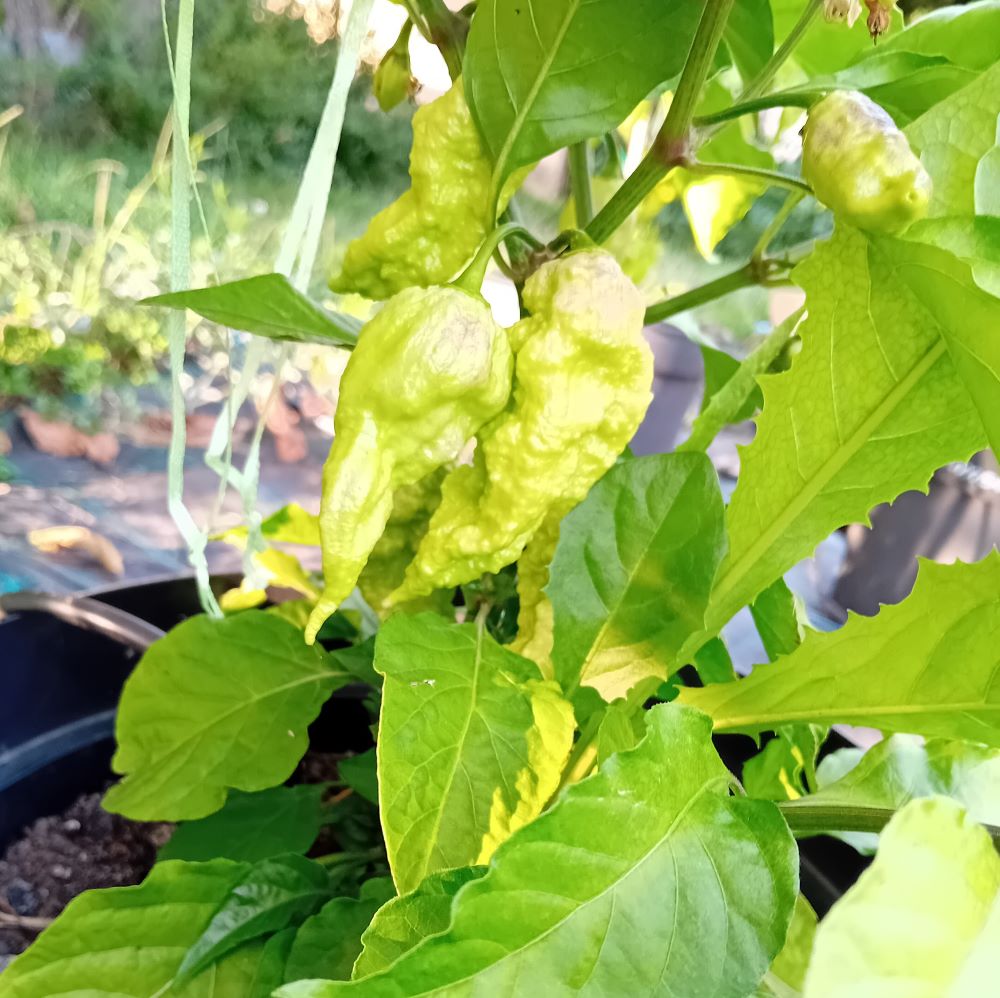 Seminţe Ardei - Trinidad Scorpion Peach