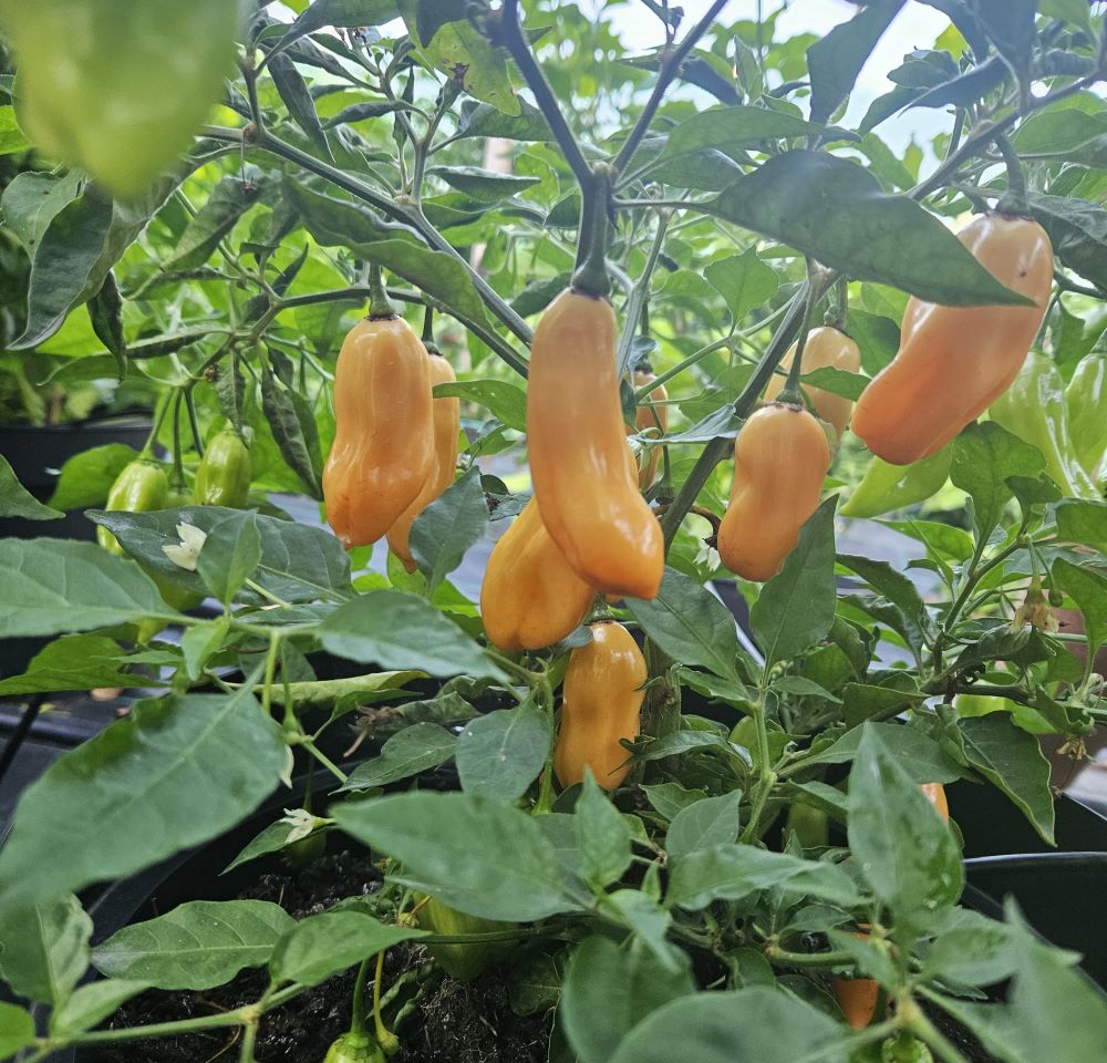 Seminţe Ardei - Trinidad Scorpion Peach
