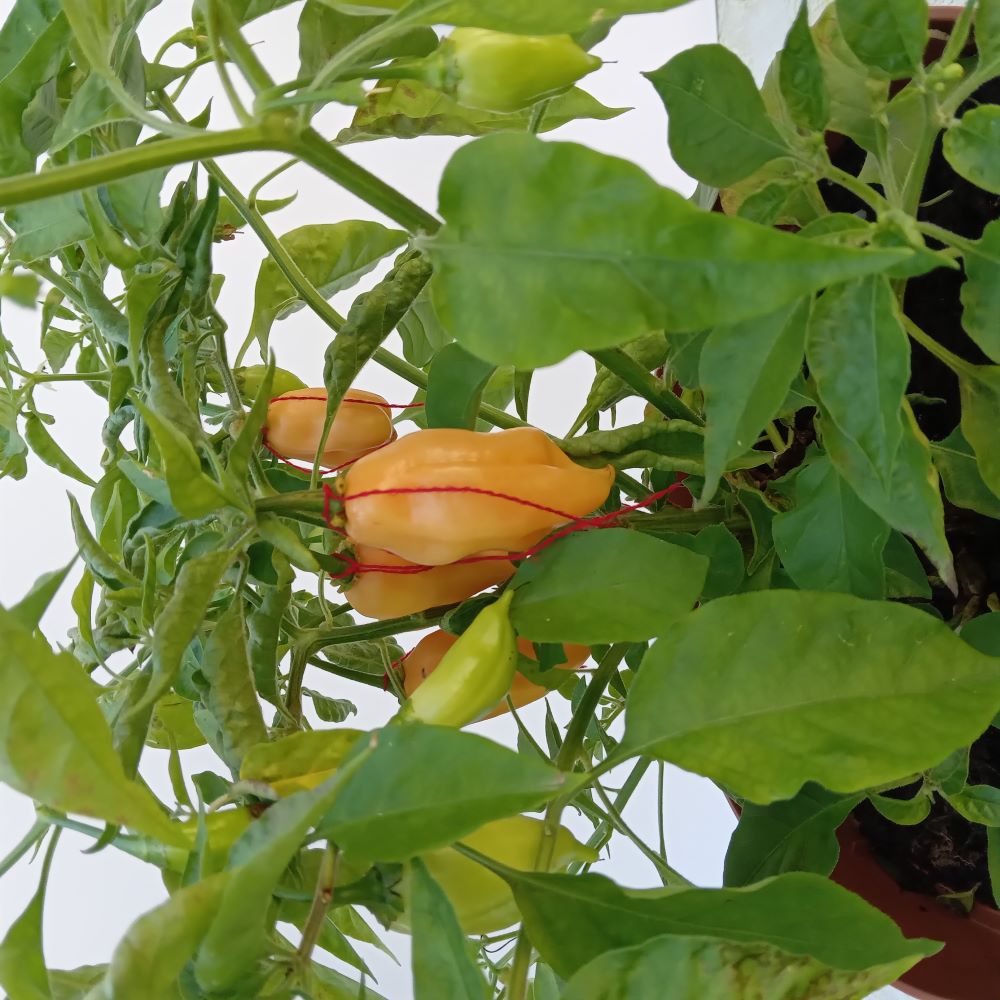 Seminţe Ardei - Trinidad Scorpion Peach