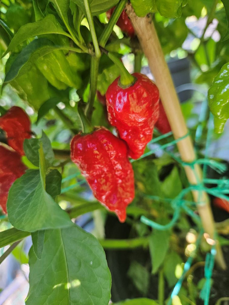 Seminţe Ardei - Trinidad Scorpion Red