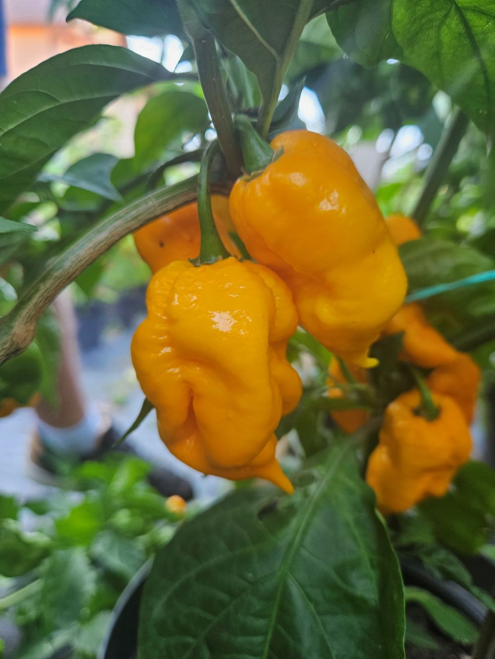 Seminţe Ardei - Trinidad Scorpion Yellow