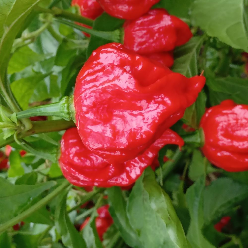 Seminţe Ardei - Umorok Red