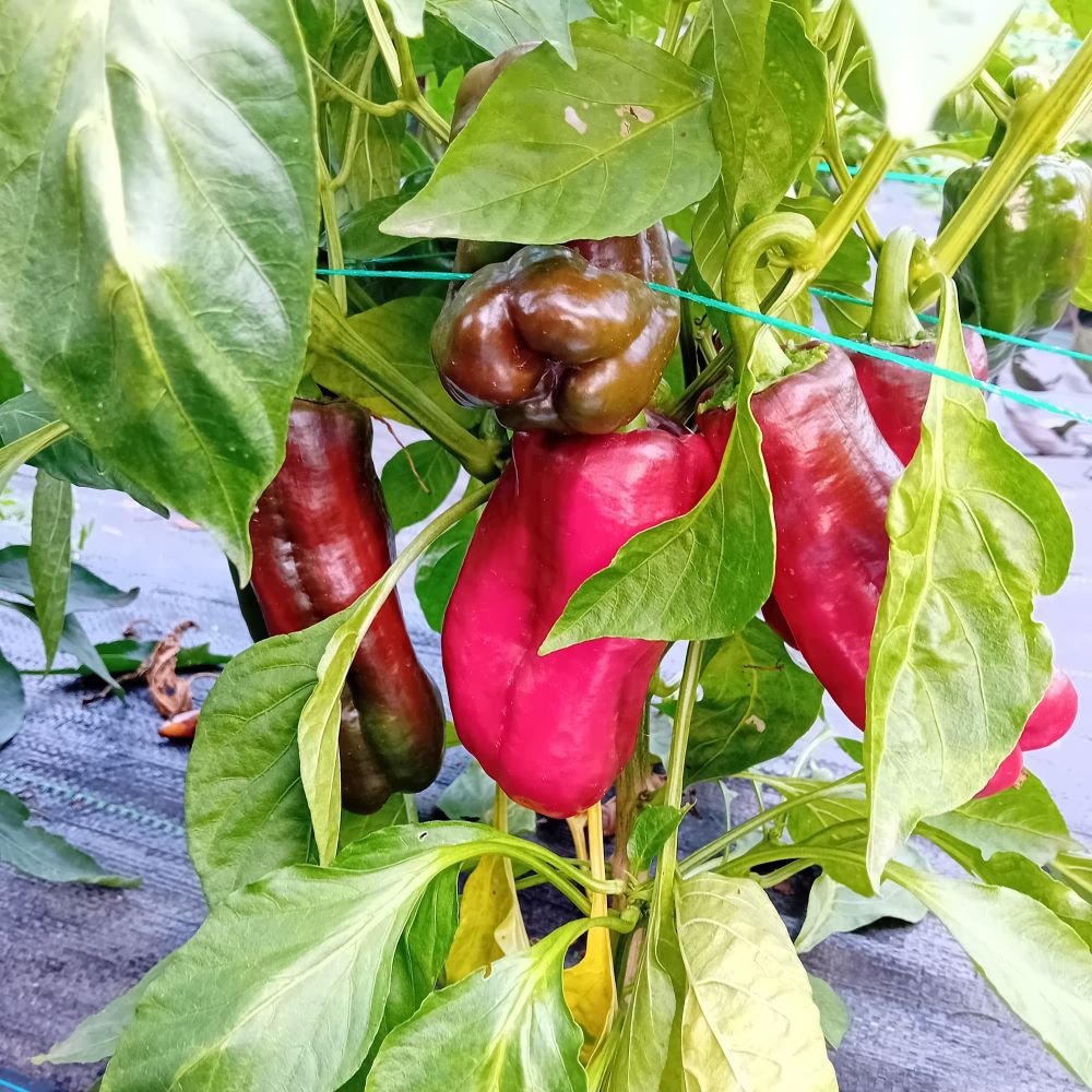 Seminţe Ardei - Urfa Biber