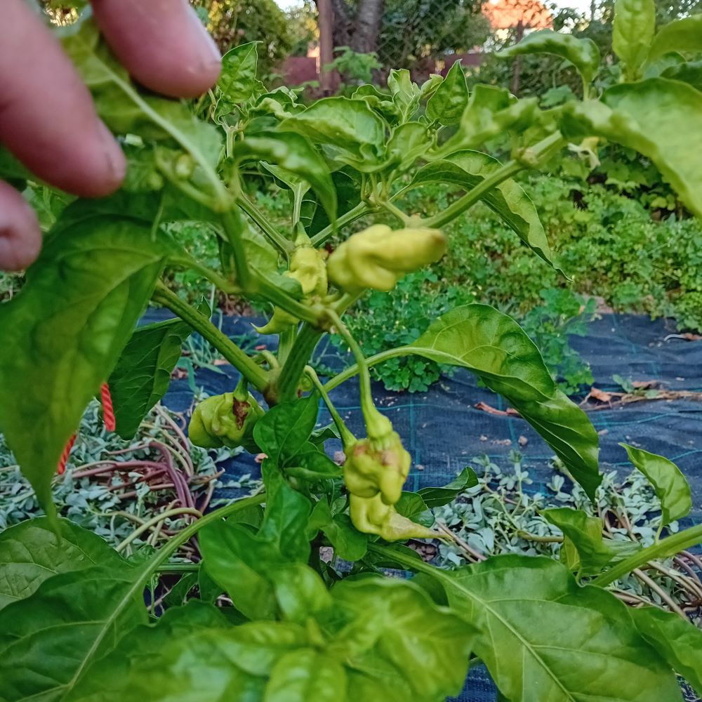 Seminţe Ardei - Uruguay Seasoning