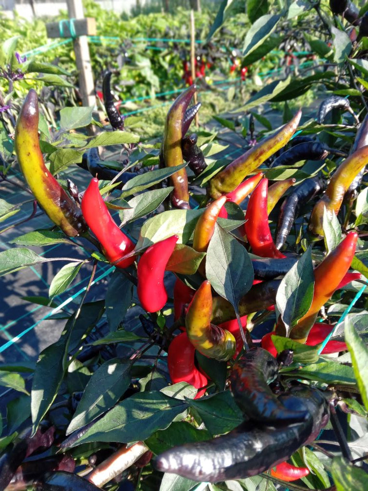 Seminţe Ardei - Vampire