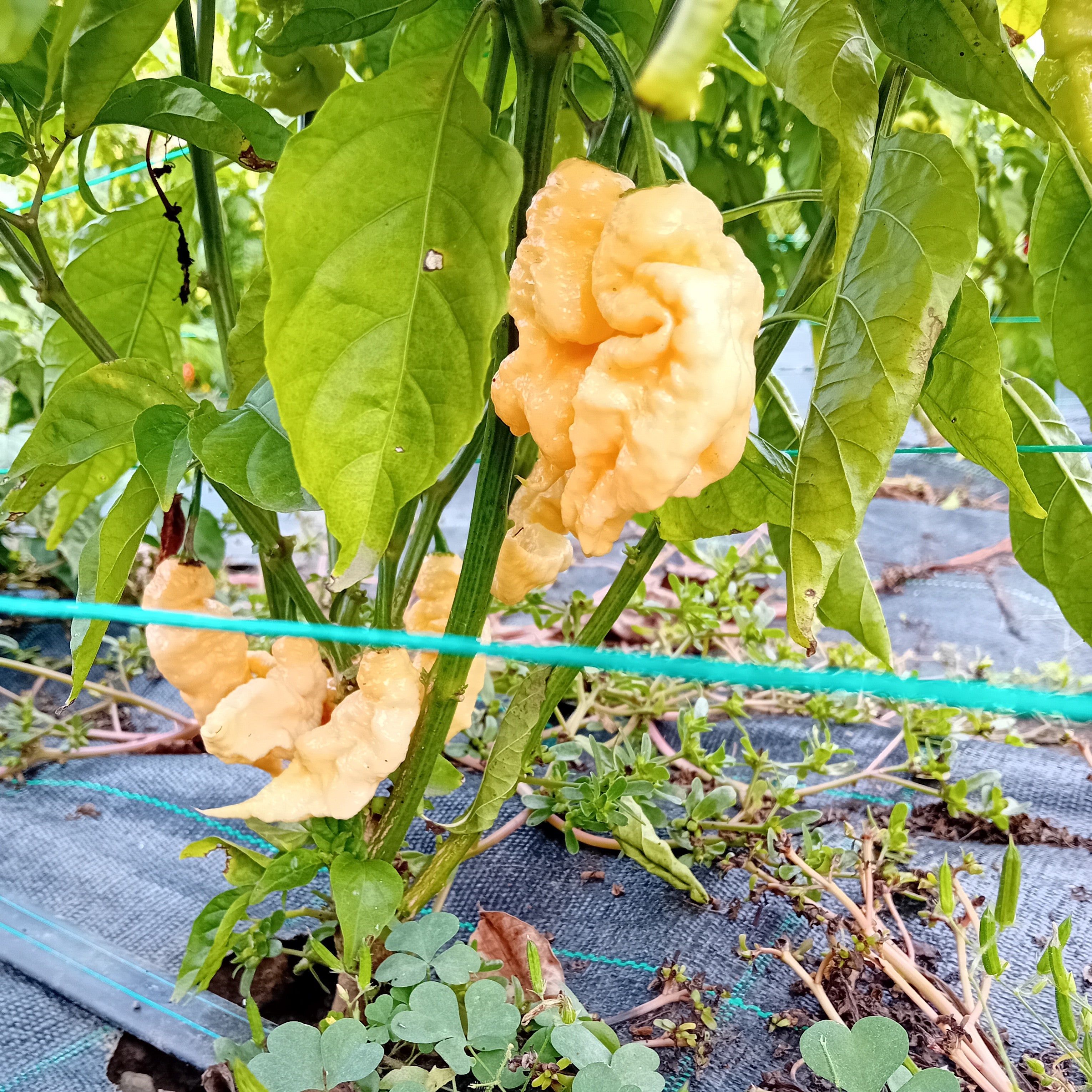 Seminţe Ardei - Viaticum MCG011