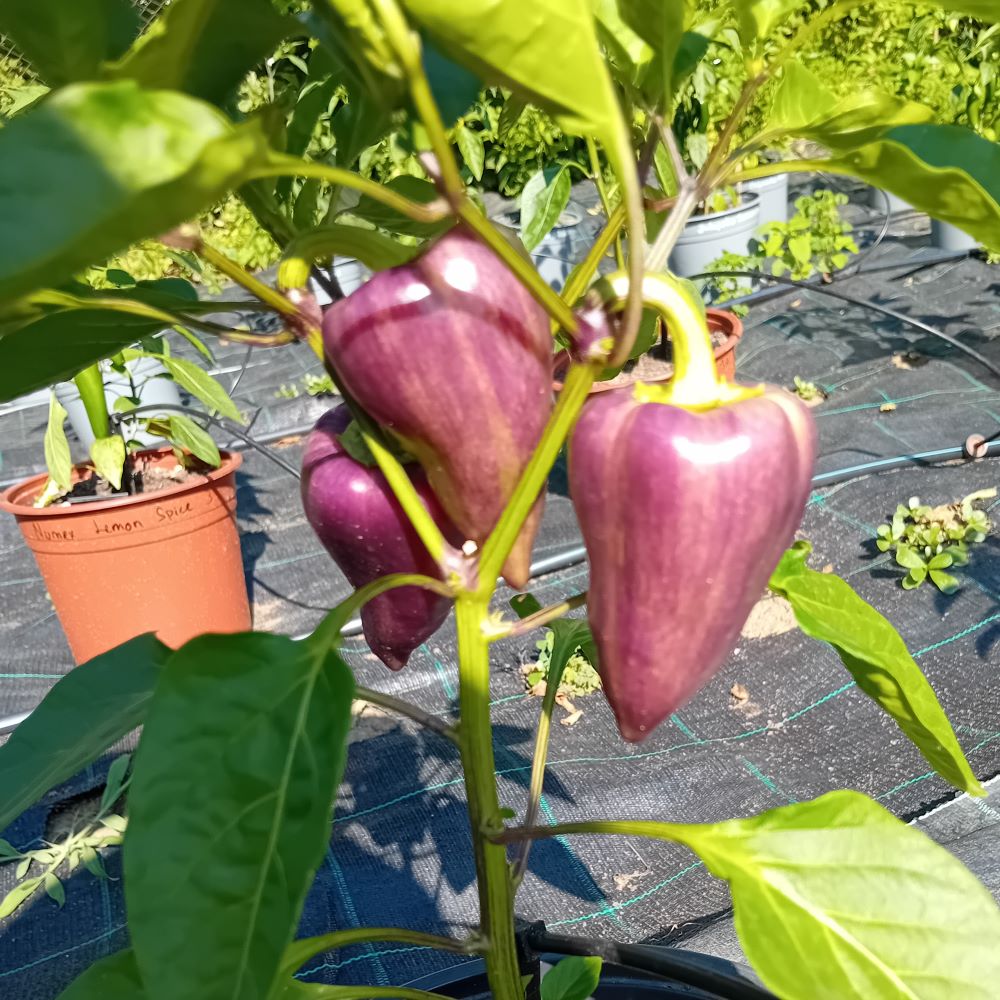 Seminţe Ardei - Violet Sparkle