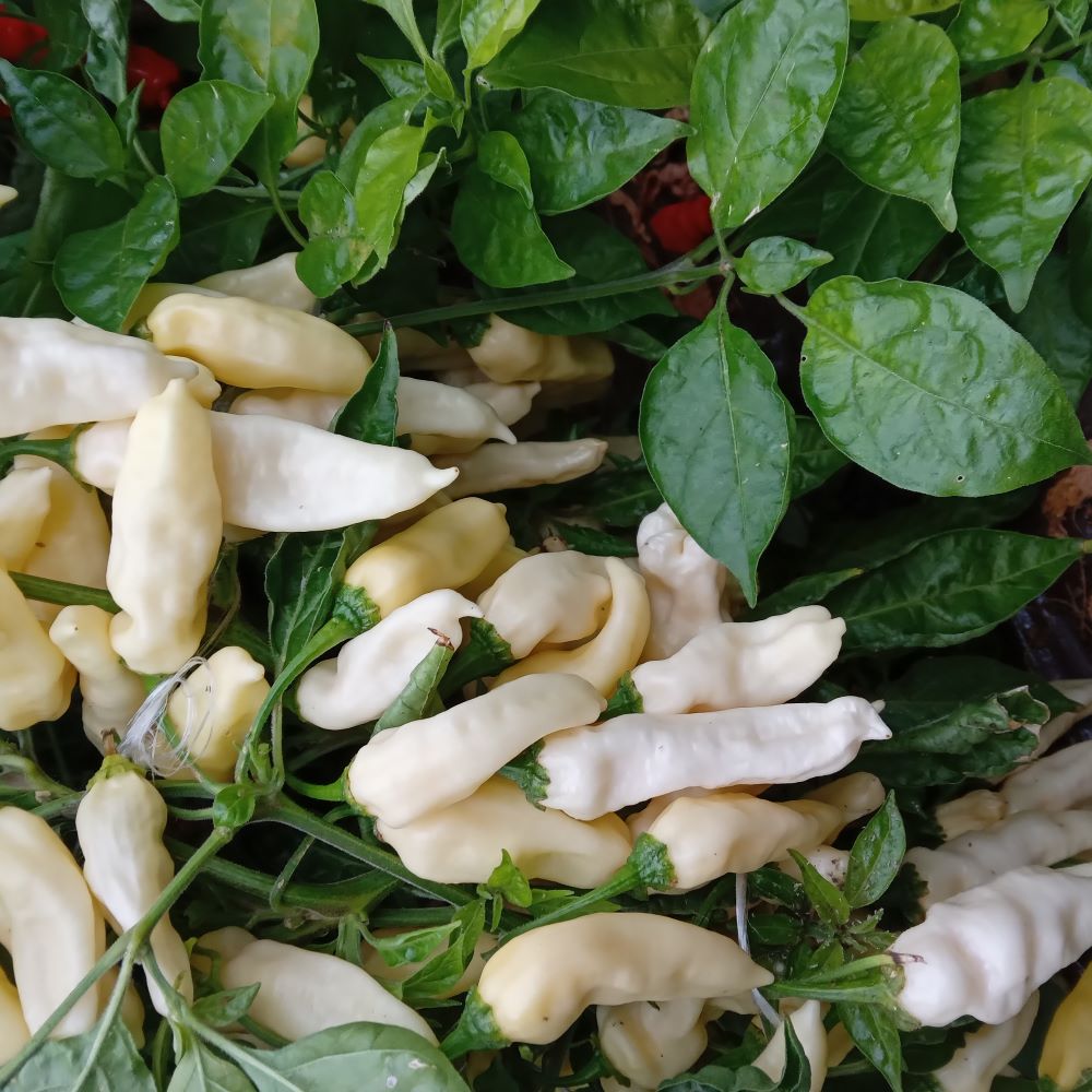 Seminţe Ardei - Wraith