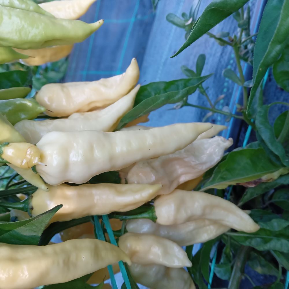 Seminţe Ardei - Wraith