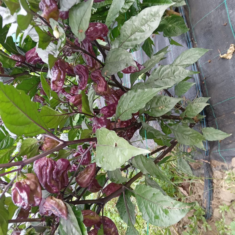 Seminţe Ardei - Yaki Blue