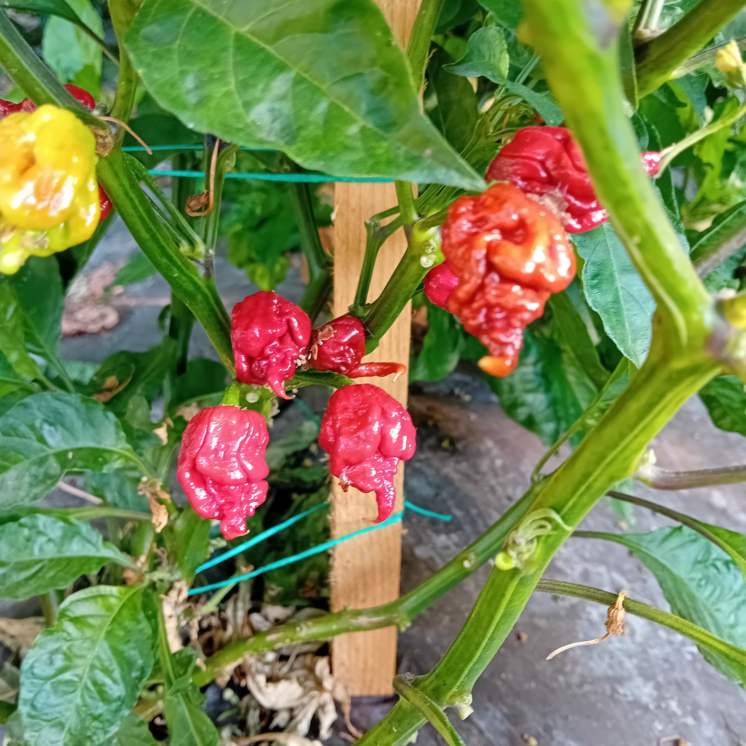 Seminţe Ardei - Carolina Reaper Caramel