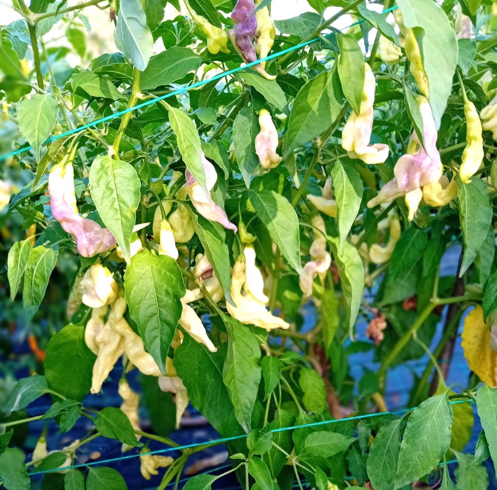 Răsad Ardei - Aji Lightning Bolt