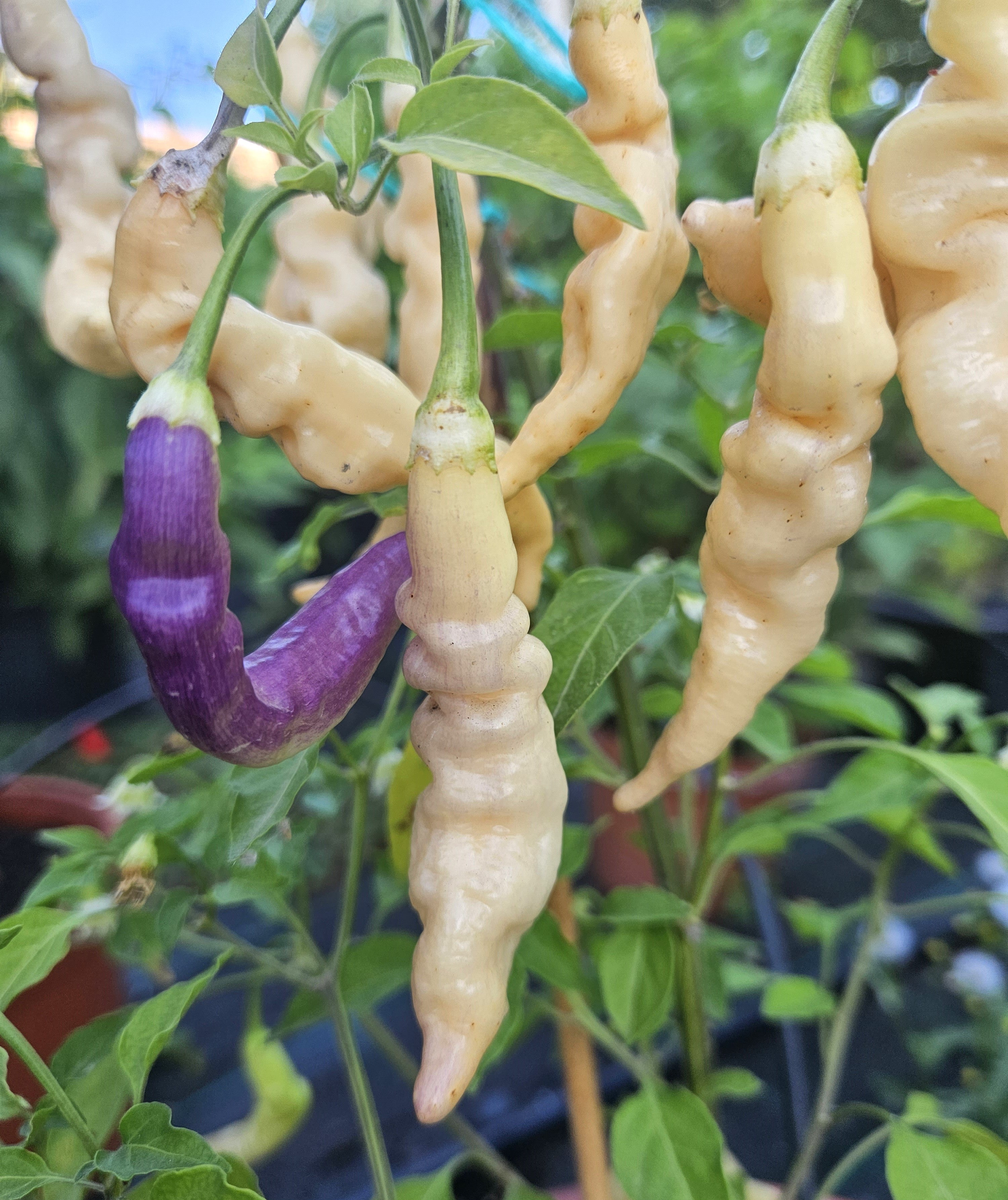 Răsad Ardei - Aji Melocoton