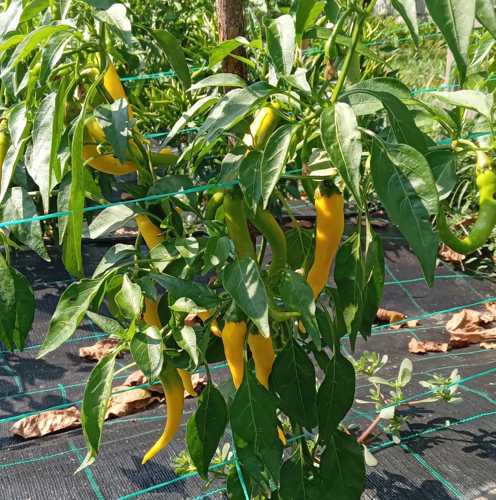 Răsad Ardei - Cayenne Golden