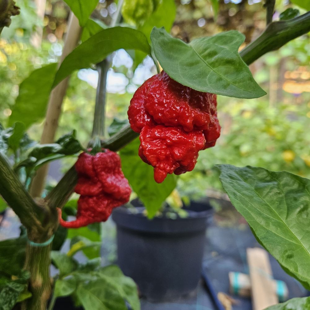 Răsad Ardei - Beast