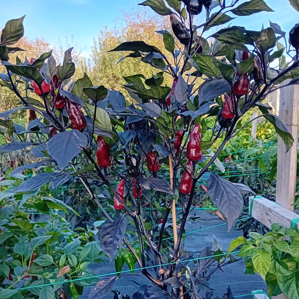 Seminţe Ardei - Jalapeno Black