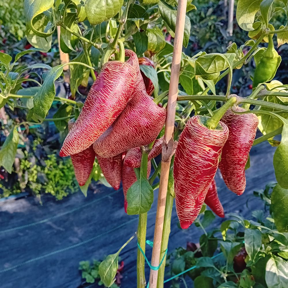 Seminţe Ardei - Jalapeno Farmer's