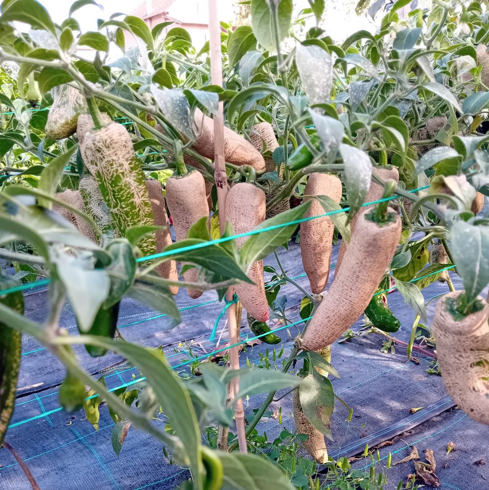 Seminţe Ardei - Jalapeno Farmer's