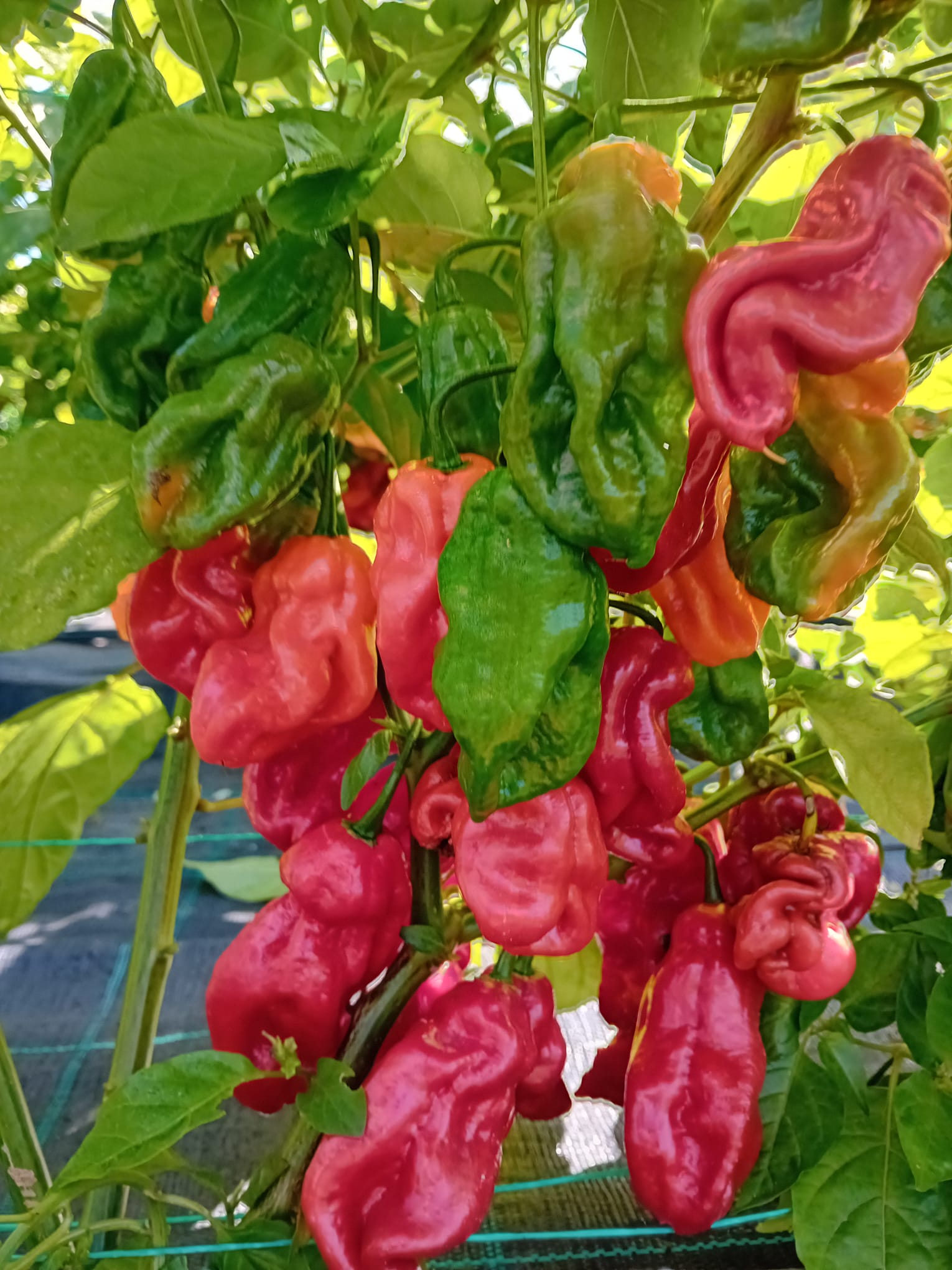 Pepper Seedling - Gorongong Red